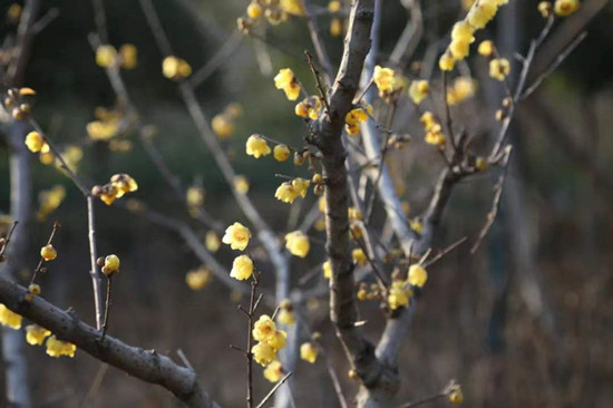 雨水降，萬物蘇(圖2)